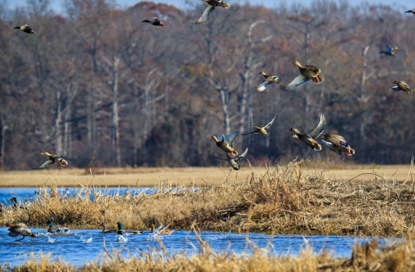 22 Ducks On The Fly - Professional 2020 Stone Bank 2 photography by Paul Caldwell