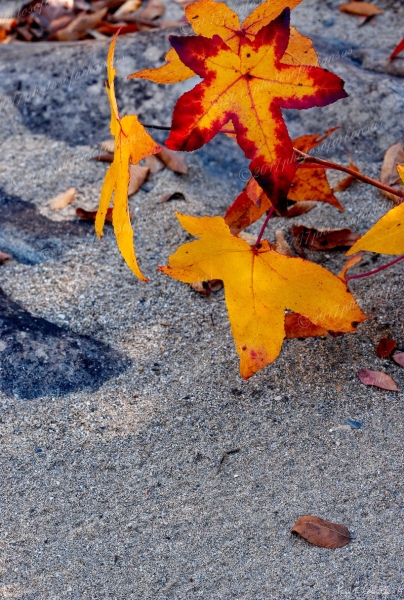 11 Leaves And Sand Near Ed Banks - Professional Arkansas Ouachita Gallery No 1 photography by Paul Caldwell