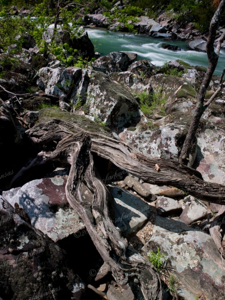 19 Twin Trees And Rocks Along The Cossatot - Professional Arkansas Ouachita Gallery No 1 photography by Paul Caldwell