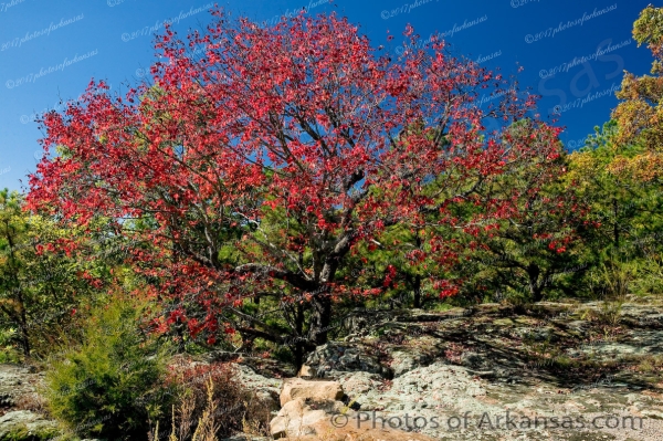 12 Fall Colors On Gum Tree At Pedestal Rocks Scenic Area - Professional Arkansas Ozark Gallery No 1 photography by Paul Caldwell