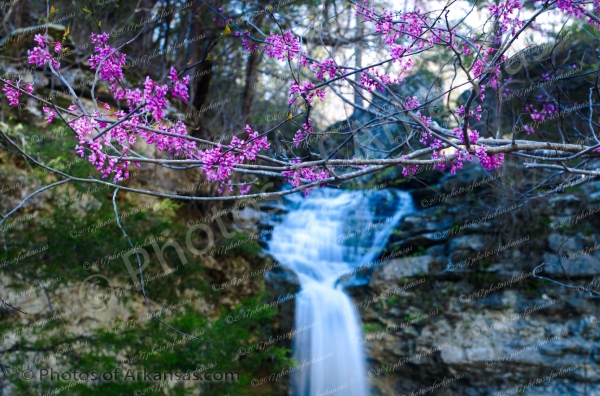 19 Springtime Redbud At Broadwater Falls - Professional Arkansas Ozark Gallery No 1 photography by Paul Caldwell