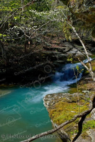 08 Solitary Dogwood Along Big Devils Creek - Professional Arkansas Ozark Gallery No 2 photography by Paul Caldwell