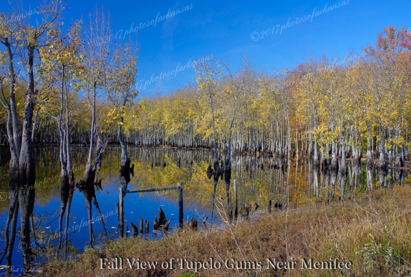 16 Fall View Of Tupelo Gums Near Menifee - Professional Arkansas River Valley Gallery No 1 photography by Paul Caldwell