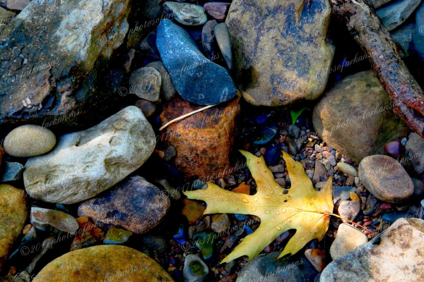 16 Solitary Leaf On Richland Creek - Professional My Favorites Gallery photography by Paul Caldwell