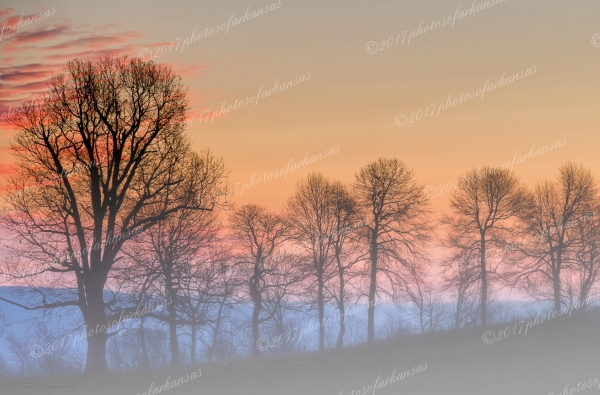 23 Trees And Fog On The Road To Erby Ford - Professional My Favorites Gallery photography by Paul Caldwell