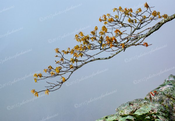 03 Branch In The Fog - Professional Natural Abstracts Gallery No 1 photography by Paul Caldwell