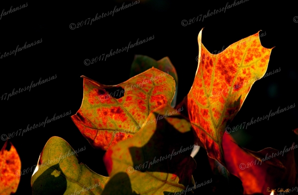 08 Post Oak Leaves - Professional Natural Abstracts Gallery No 1 photography by Paul Caldwell
