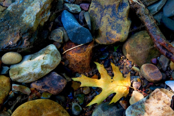16 Solitary Leaf - Professional Natural Abstracts Gallery No 1 photography by Paul Caldwell