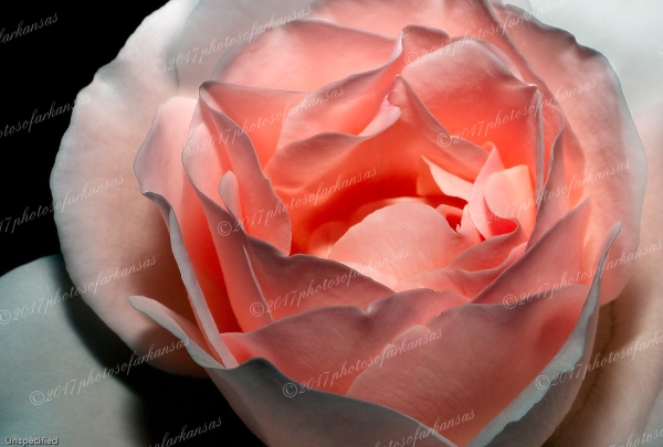 21 The View Of A Rose - Professional Natural Abstracts Gallery No 1 photography by Paul Caldwell