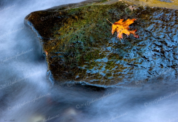 23 Lone Leaf And Rock - Professional Natural Abstracts Gallery No 1 photography by Paul Caldwell