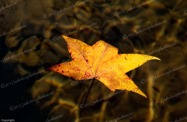 29 Floating Beauty - Professional Natural Abstracts Gallery No 1 photography by Paul Caldwell