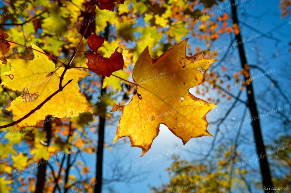 04 Fall Glory - Professional Natural Abstracts Gallery No 2 photography by Paul Caldwell