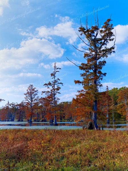 06 Fall At Black Bayo Near North Little Rock - Professional South Arkansas And Bayo Country photography by Paul Caldwell