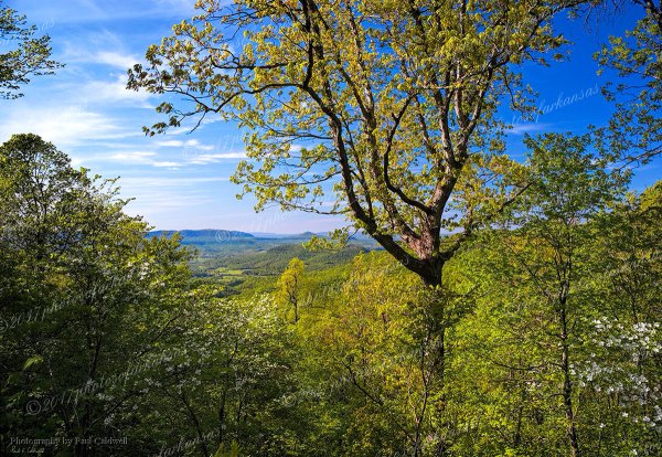 01 A View Into The Valley Of Bass Arkansas Looking Towards Mt Judea - Professional Temporary Gallery photography by Paul Caldwell